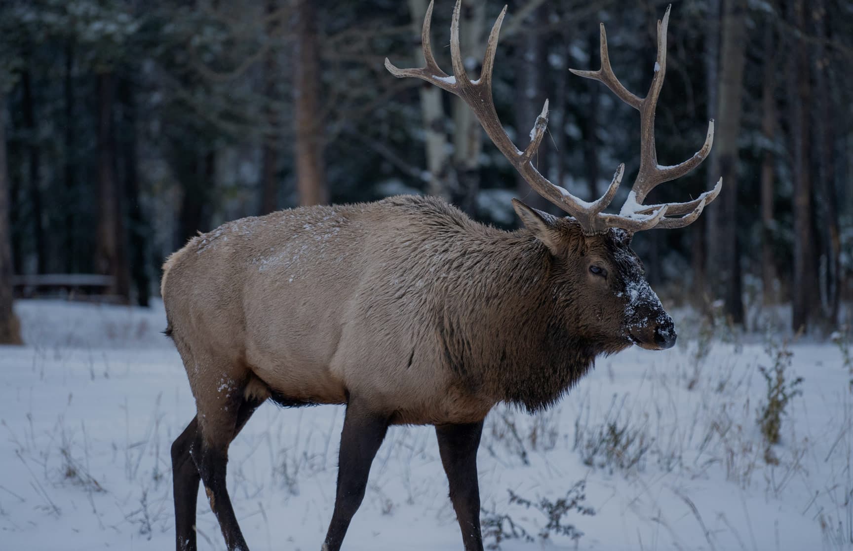 Bull elk with a heavy rack standing in snowy timber