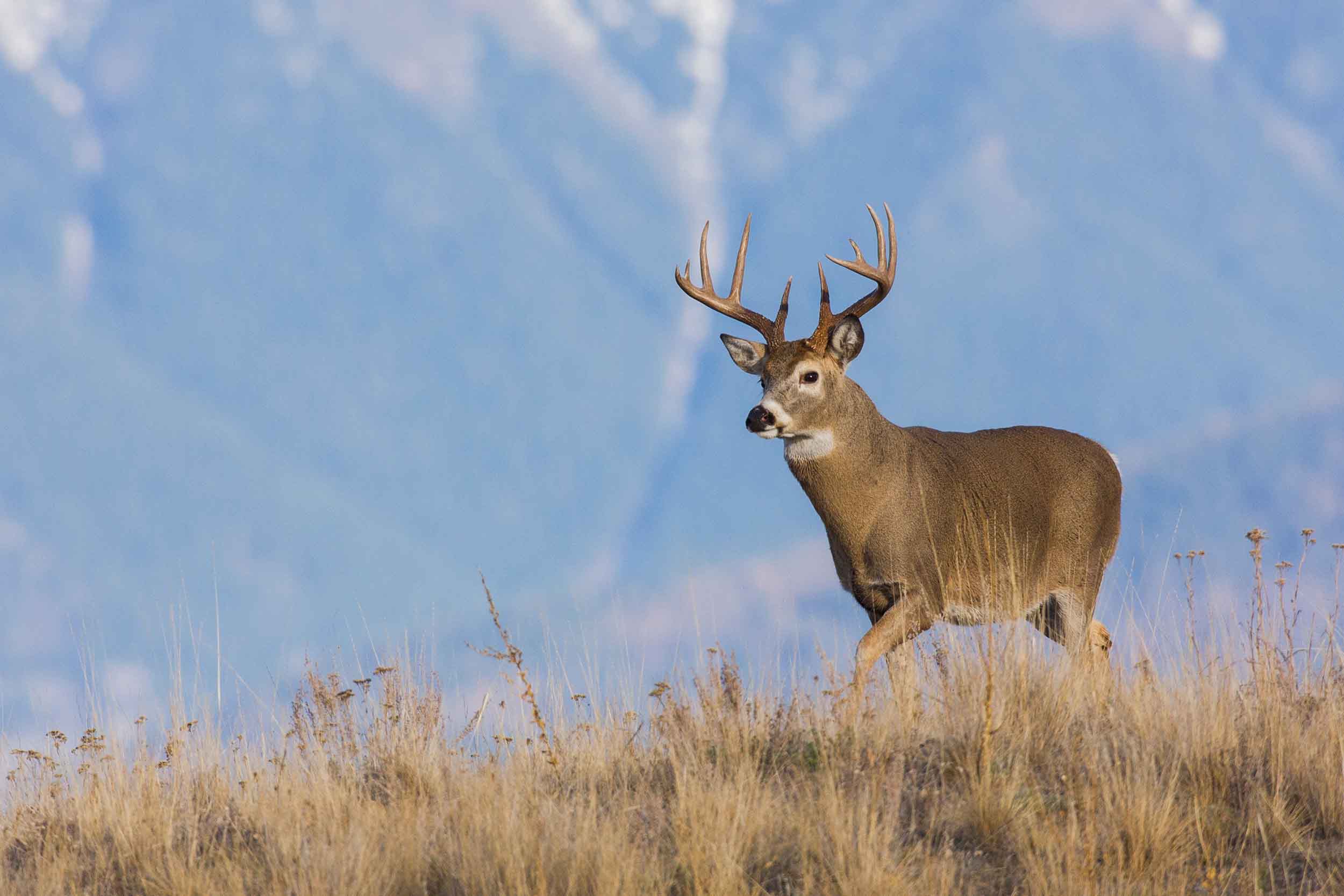 Whitetail buck standing in tall dry grass