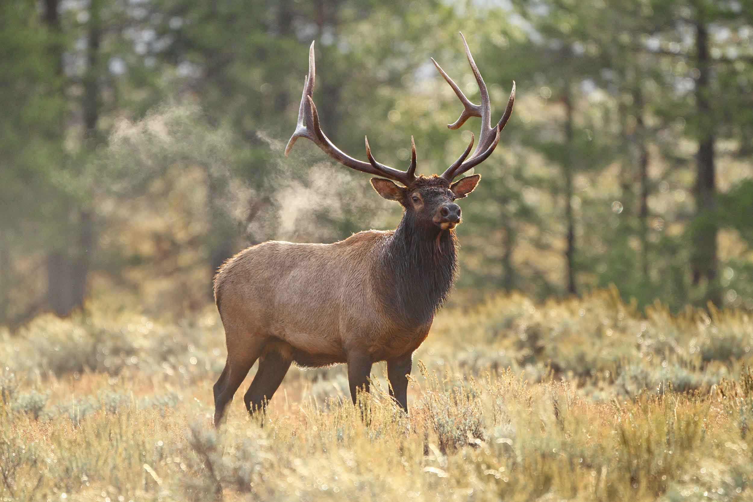 Bull elk standing in open timber and sage