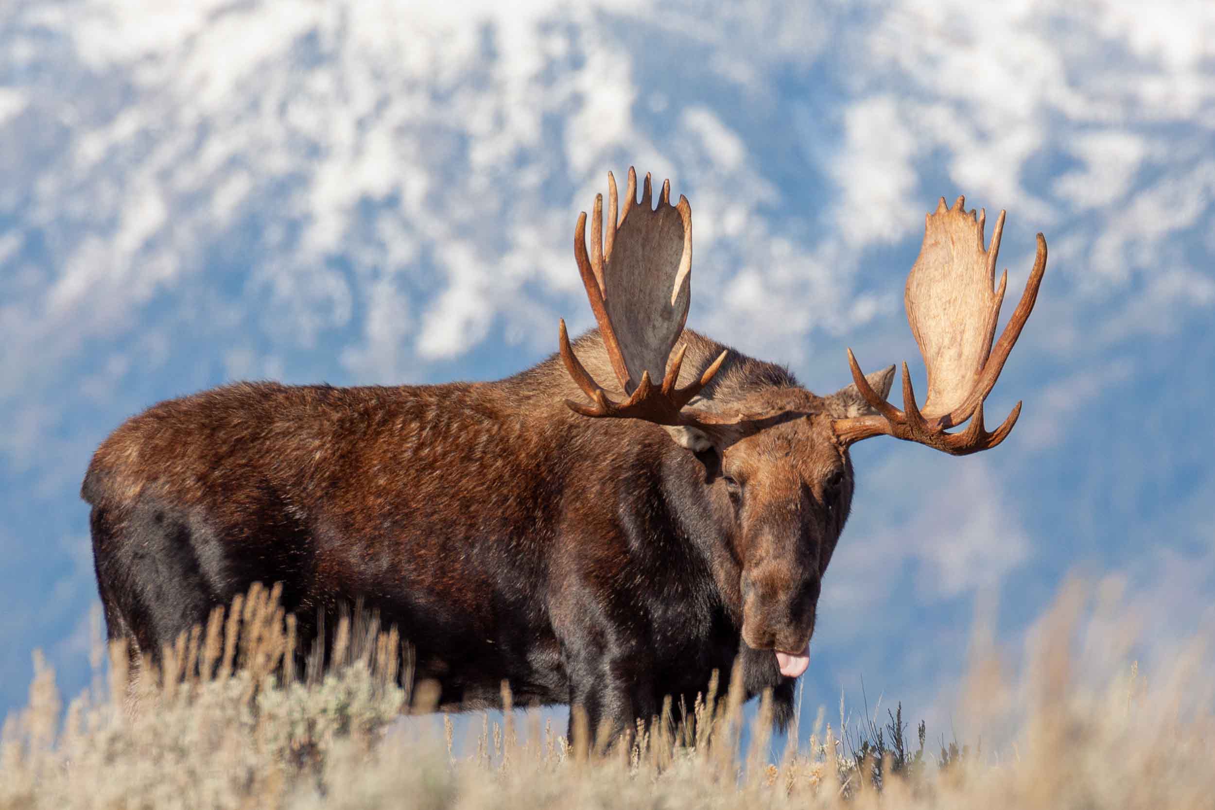 Bull Shiras moose standing in sage below snowy peaks