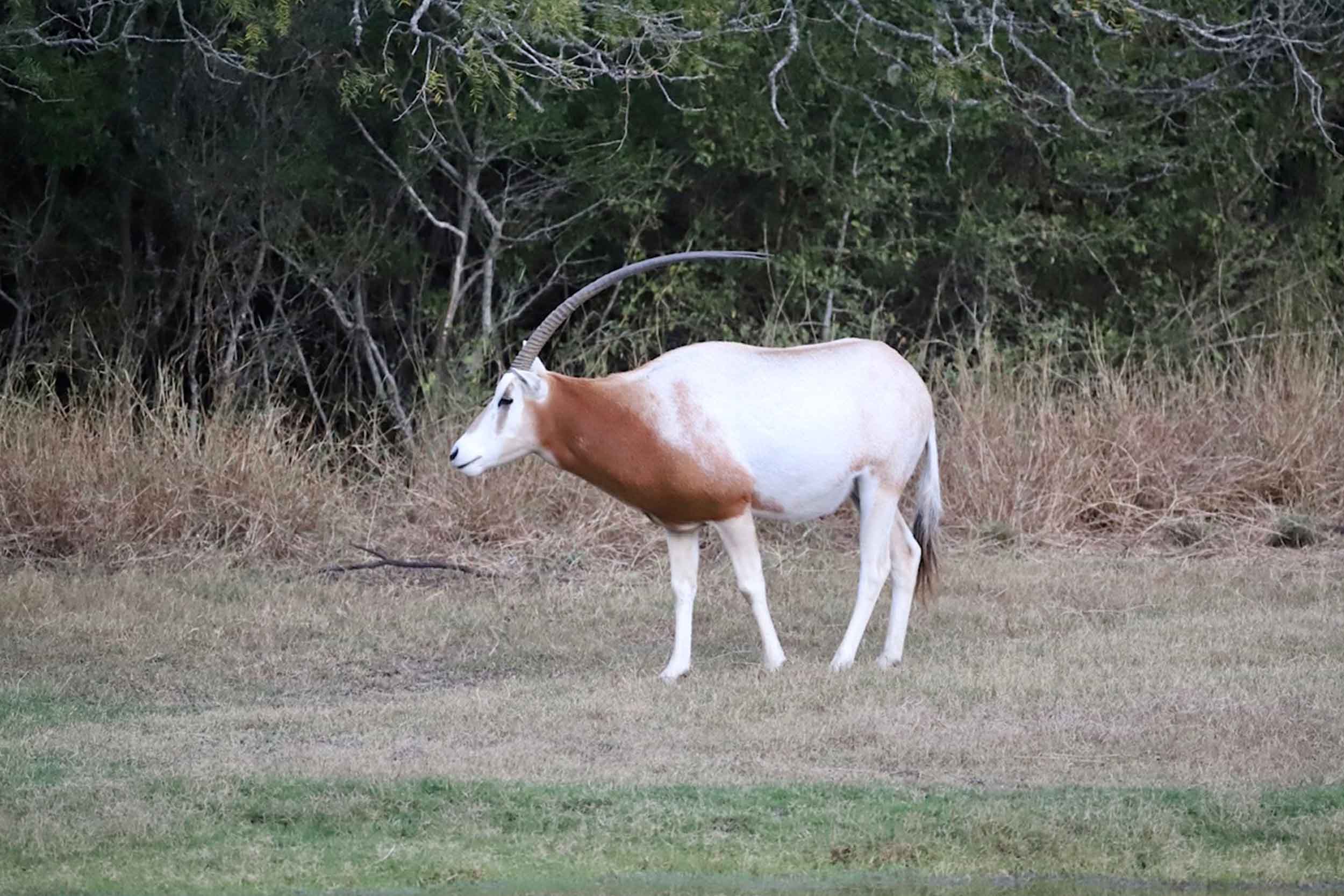 Scimitar oryx standing in South Texas brush