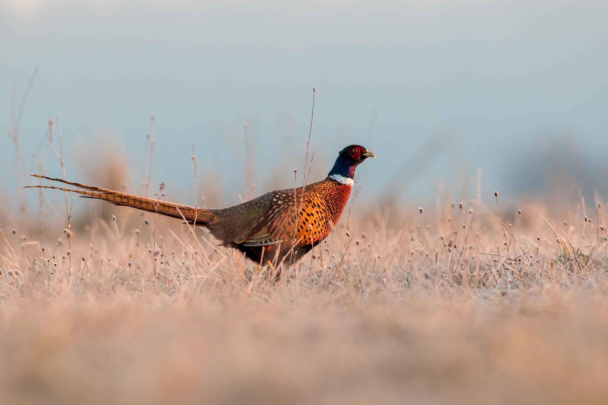 Rooster pheasant standing in frosted prairie grass