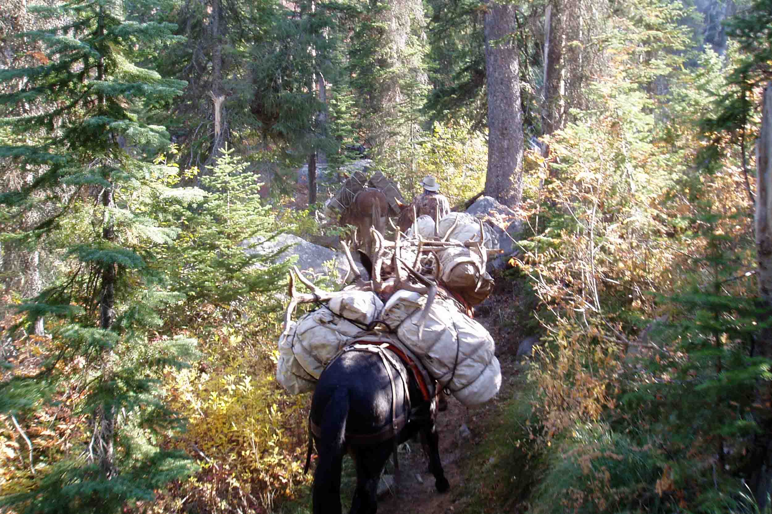 Loaded pack mule working up a forest trail