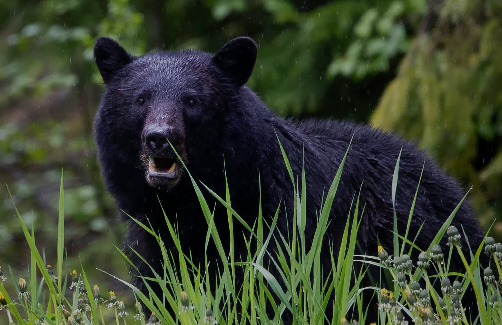 Black bear feeding in tall green grass
