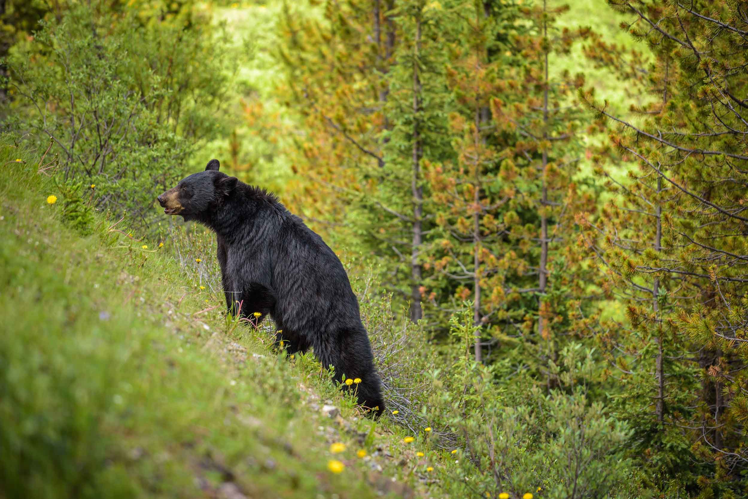 Black bear climbing a dandelion cutbank at the spruce edge