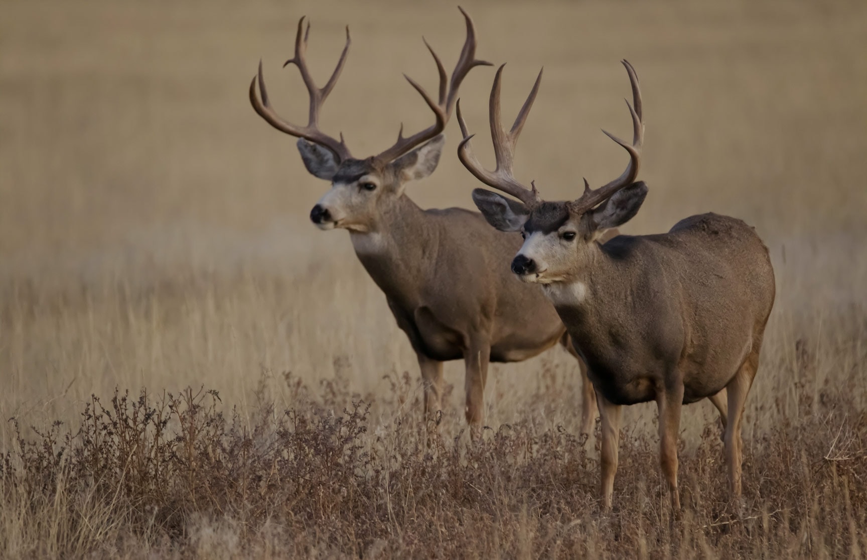 Two mule deer bucks standing in dry grass