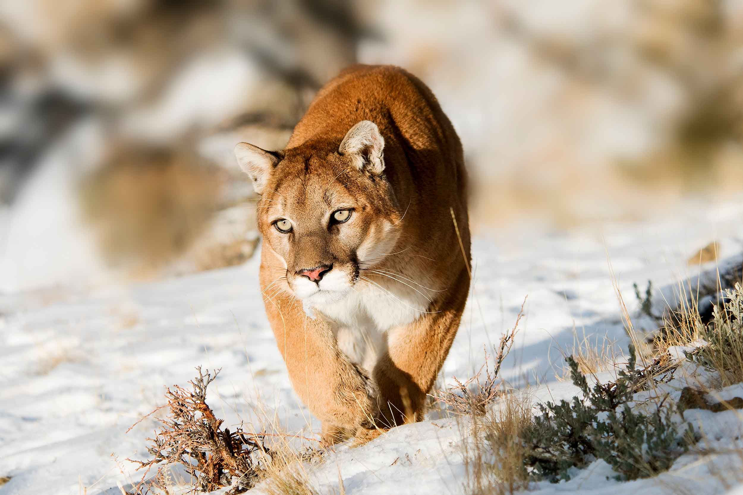 Mountain lion walking across open snow