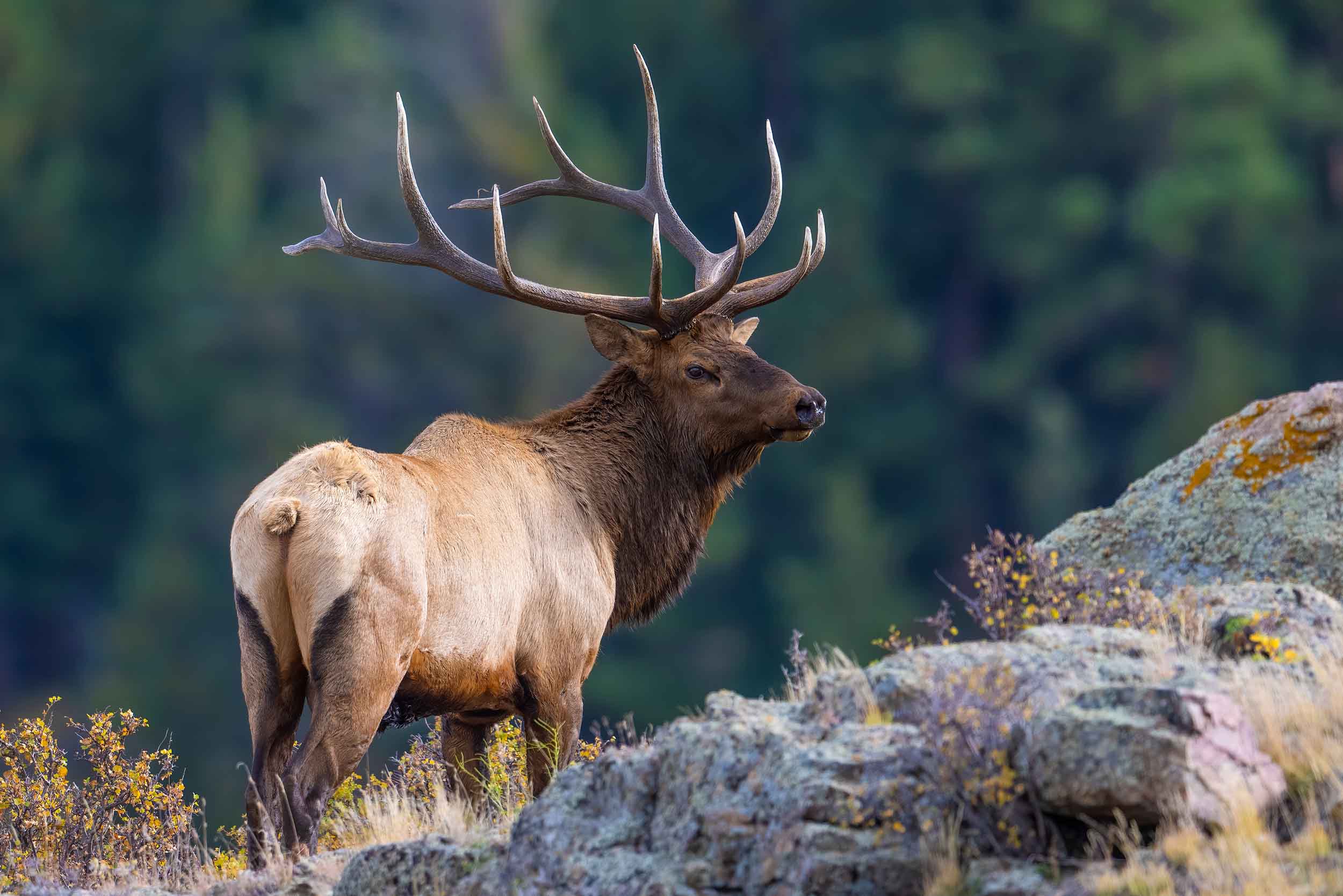 Bull elk standing on a rocky ridge above the timber