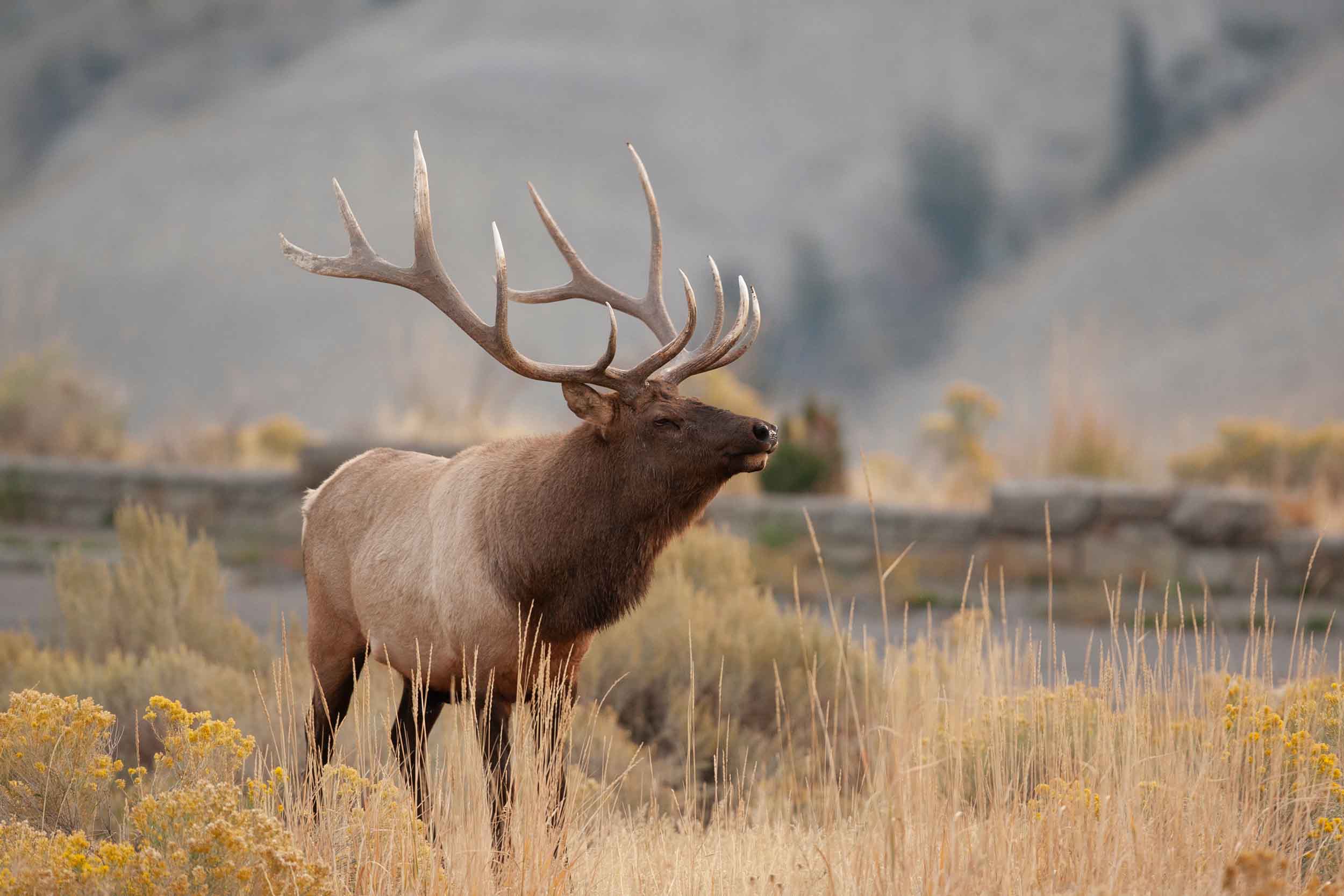 Bull elk bugling in autumn sage and rabbitbrush