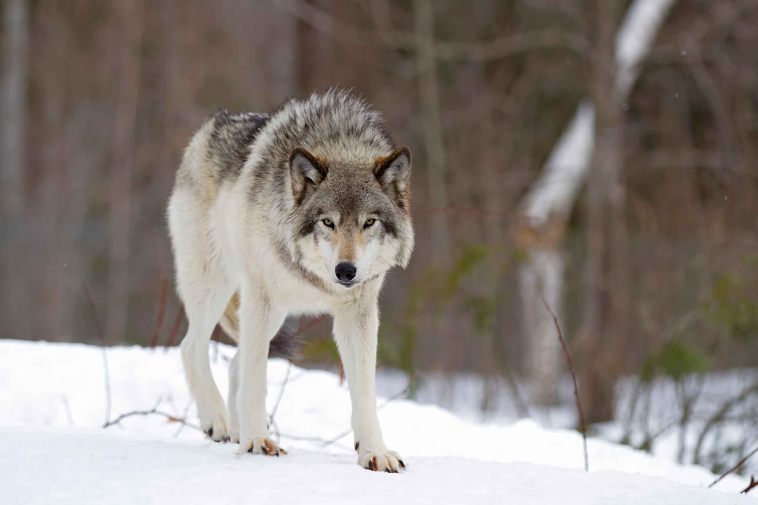 Gray wolf standing on open snow at the timber edge