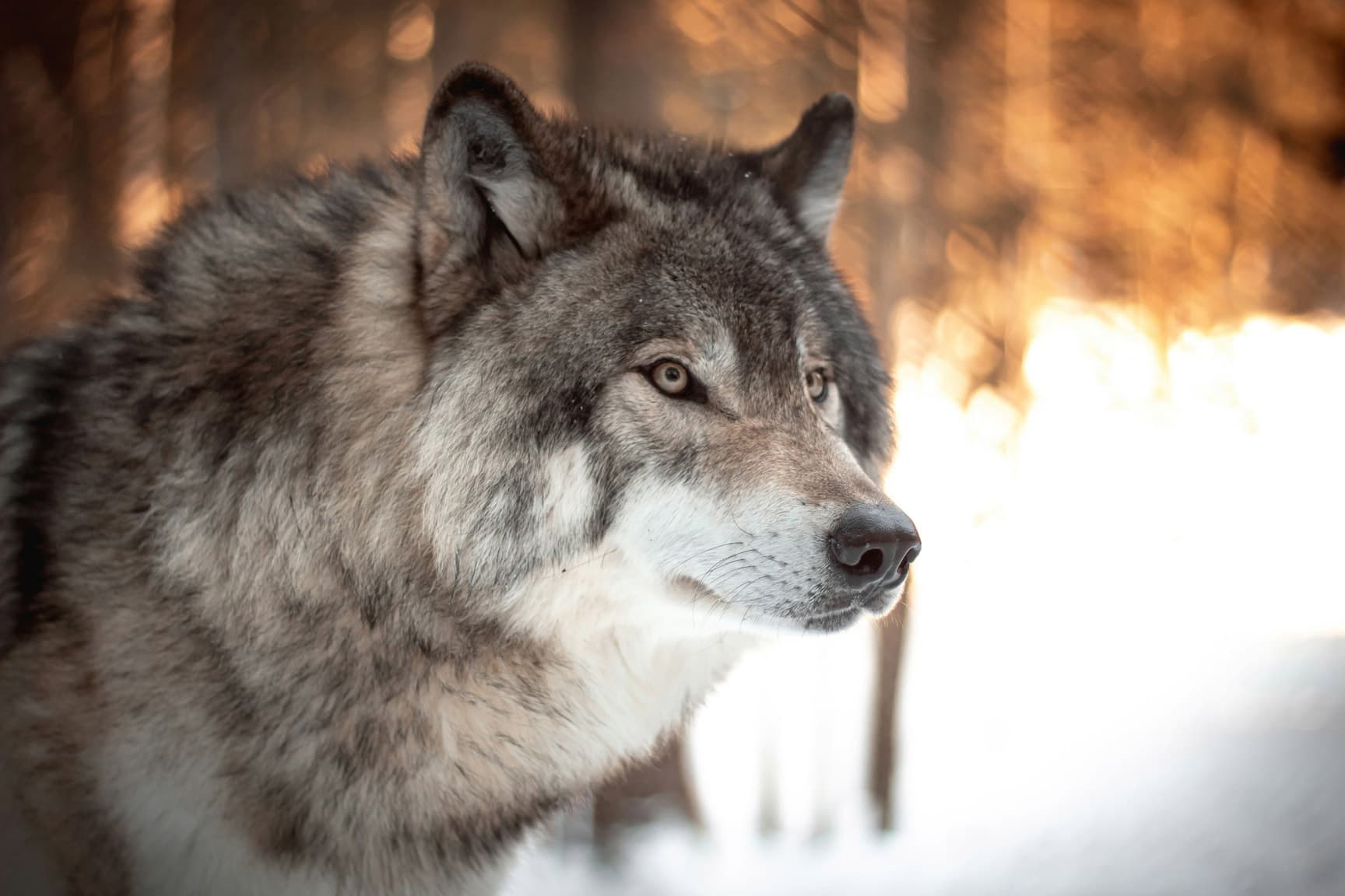 Gray wolf in profile against backlit snow