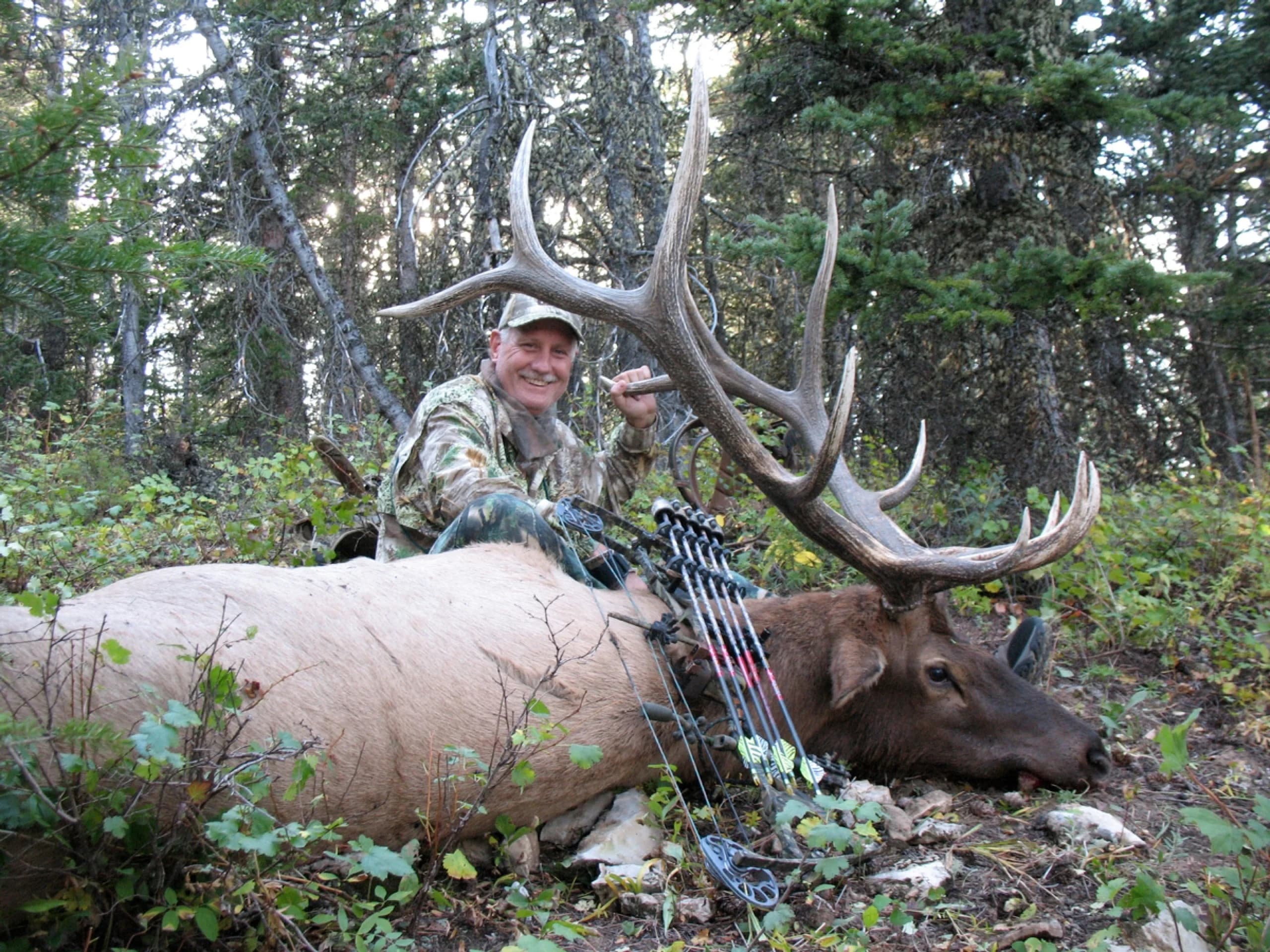 Bowhunter kneeling behind a downed bull elk in timber